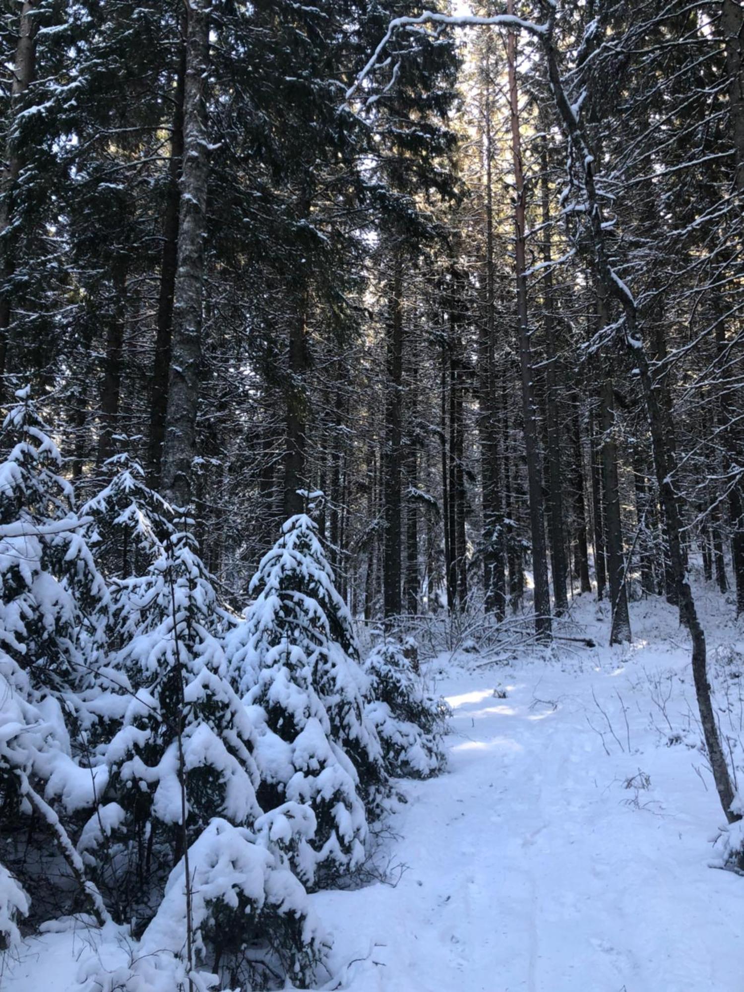 Kungsbergetnatur Järbo Екстериор снимка
